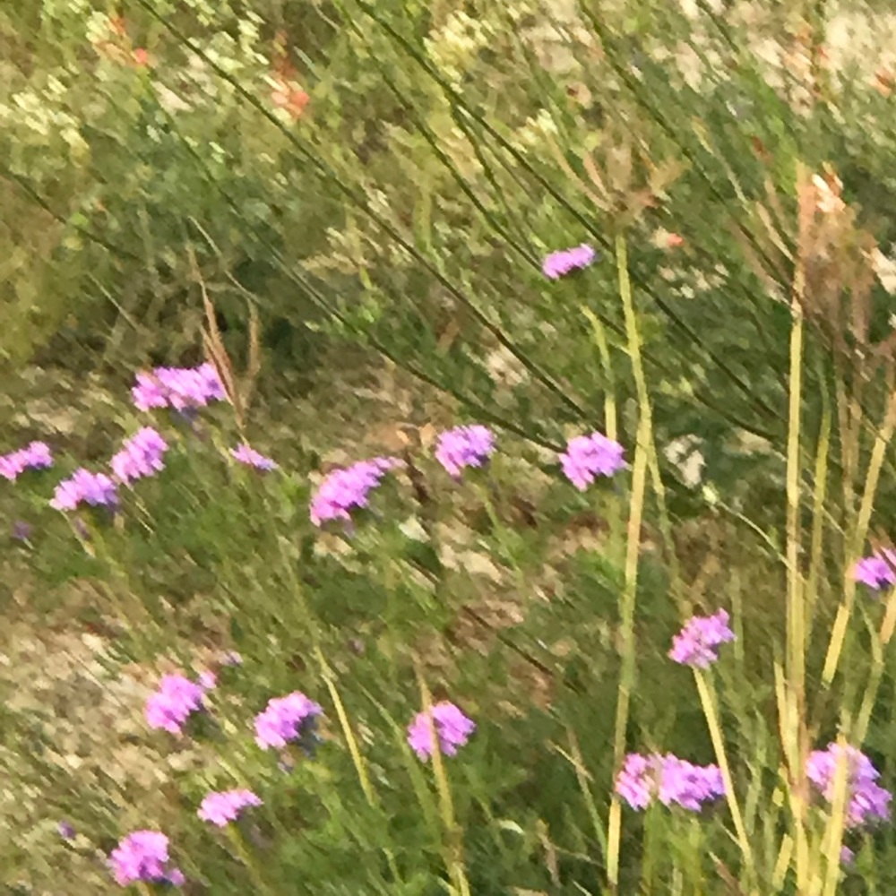 Meet your Posher, Cecilia